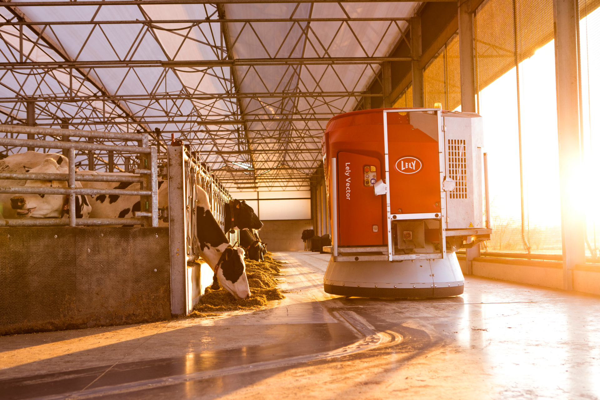 Un Lely Vector alimentador robótico en un establo lechero. Las vacas están comiendo a través de las cercas de alimentación y la luz del sol está entrando en el establo.