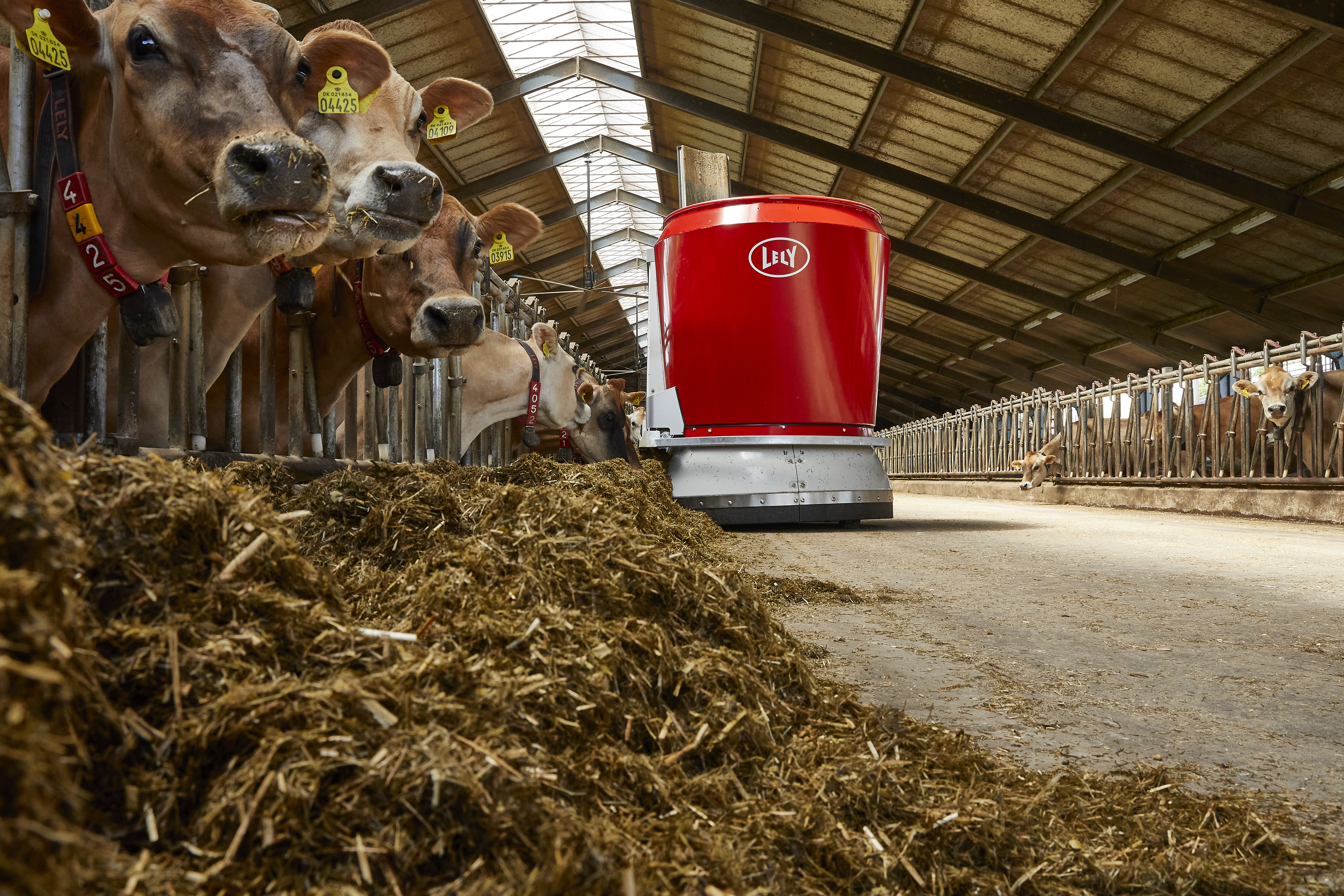 Cows in a barn eating hay.