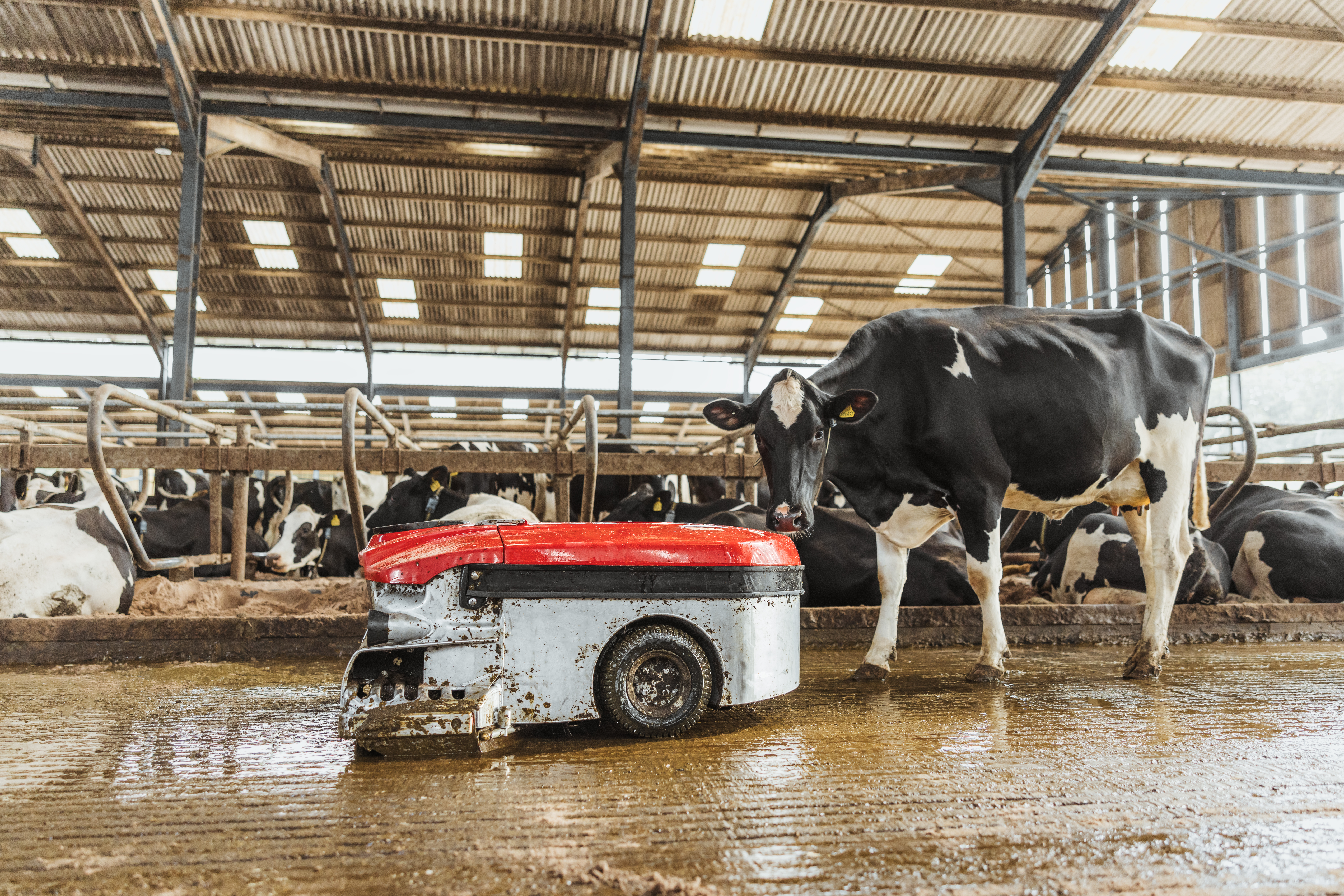 A black and white Holstein Friesian cow stands in a barn, interacting with a small, red and gray robotic device. The cow is standing on a wooden floor, and there are other cows visible in the background